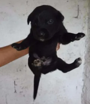 Cachorro raça SRD idade Abaixo de 2 meses nome HELINHO