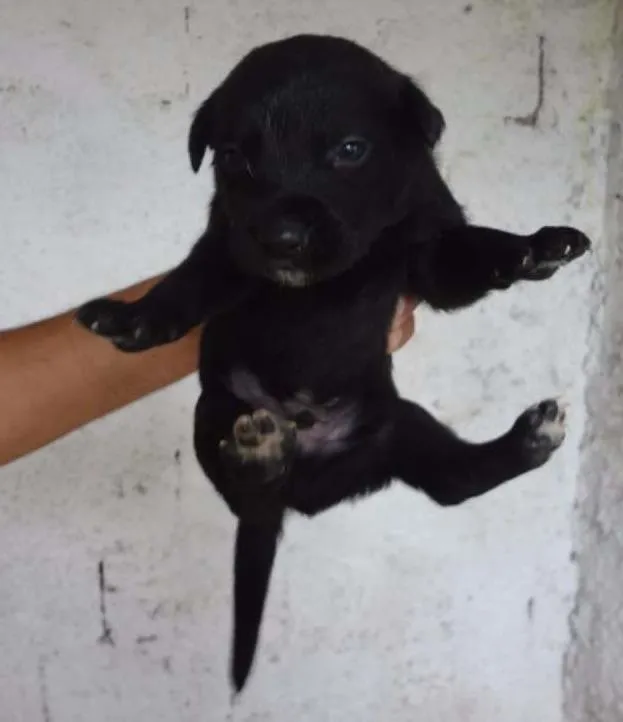 Cachorro ra a SRD idade Abaixo de 2 meses nome HELINHO