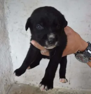 Cachorro raça SRD idade Abaixo de 2 meses nome HUGUINHO