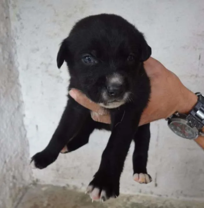 Cachorro ra a SRD idade Abaixo de 2 meses nome HUGUINHO