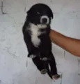 ZEZINHO