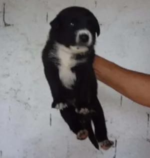 Cachorro raça SRD idade Abaixo de 2 meses nome ZEZINHO