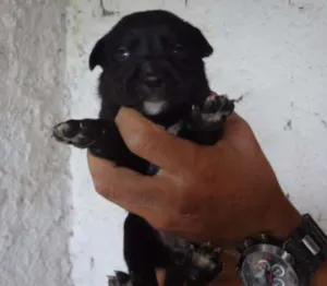 Cachorro raça SRD idade Abaixo de 2 meses nome LUIZINHO