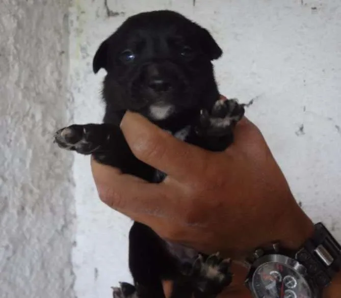 Cachorro ra a SRD idade Abaixo de 2 meses nome LUIZINHO