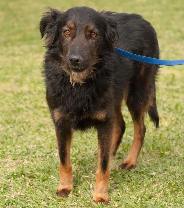 Cachorro ra a SRD idade 3 anos nome SILAS