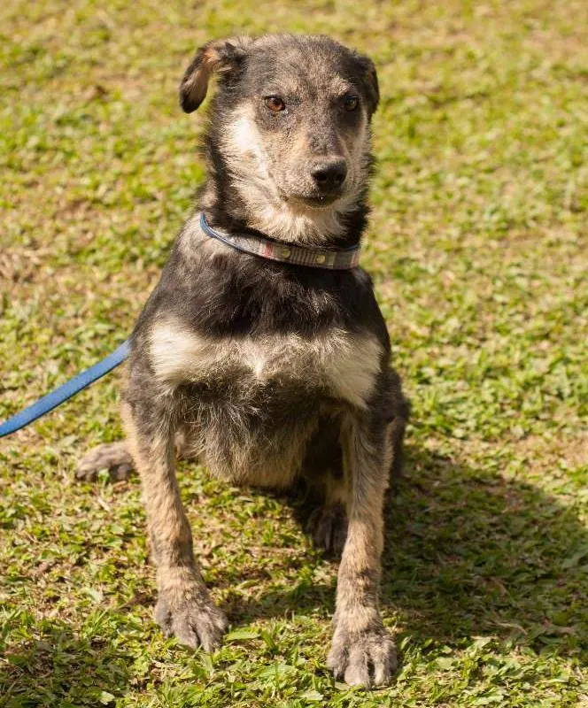 Cachorro ra a SRD idade 2 anos nome SISSI
