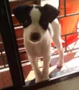 Kiko
