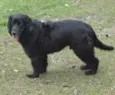 SAM
