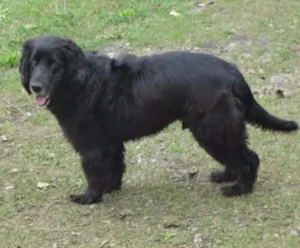 Cachorro raça COOCKER idade 5 anos nome SAM