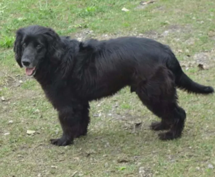 Cachorro ra a COOCKER idade 5 anos nome SAM