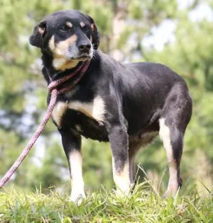 Cachorro raça SRD idade 5 anos nome MAGALI