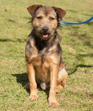 Cachorro raça SRD idade 3 anos nome MORO