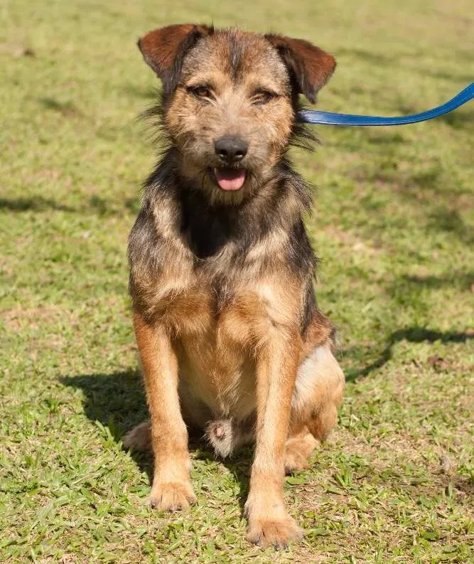 Cachorro ra a SRD idade 3 anos nome MORO