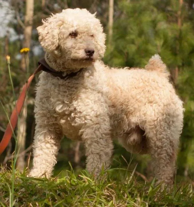 Cachorro ra a Poodle idade 3 anos nome KADU