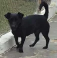JOE