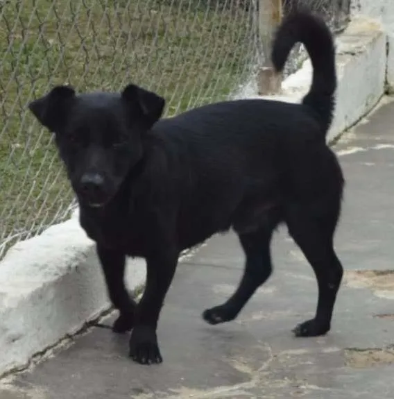 Cachorro ra a SRD idade 2 anos nome JOE