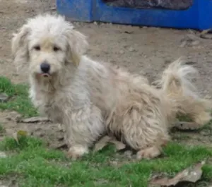 Cachorro raça Poodle idade 4 anos nome JENNY