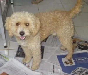 Cachorro raça Poodle idade 3 anos nome SCOOB