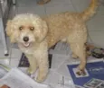 SCOOB