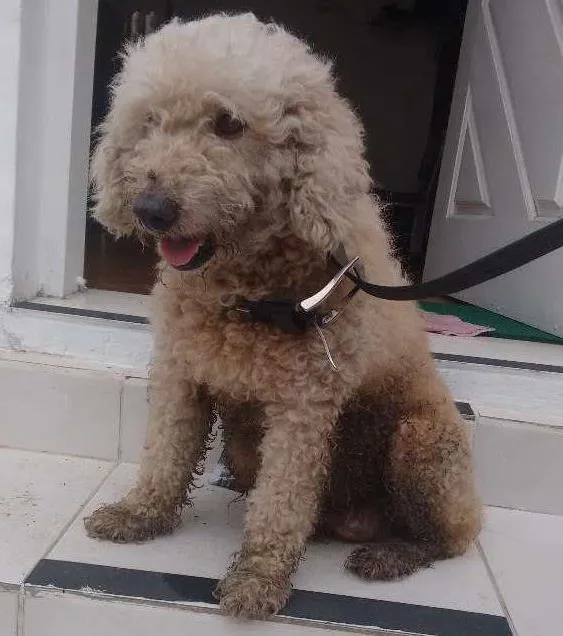 Cachorro ra a Puldo idade 1 ano nome Nao se é de rua