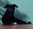 Lancelote