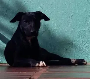 Cachorro raça SRD idade 1 ano nome Lancelote