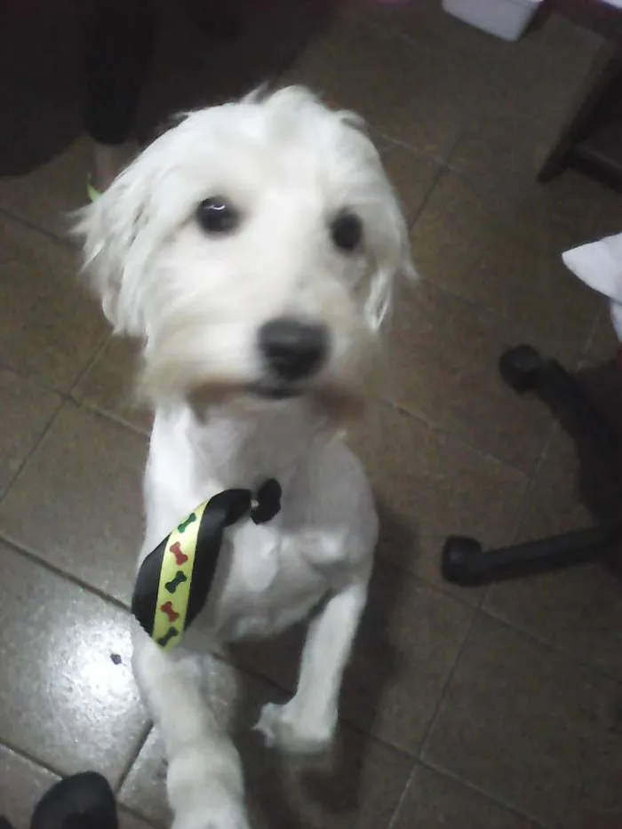 Cachorro ra a Poodle idade 2 anos nome HOLDEN