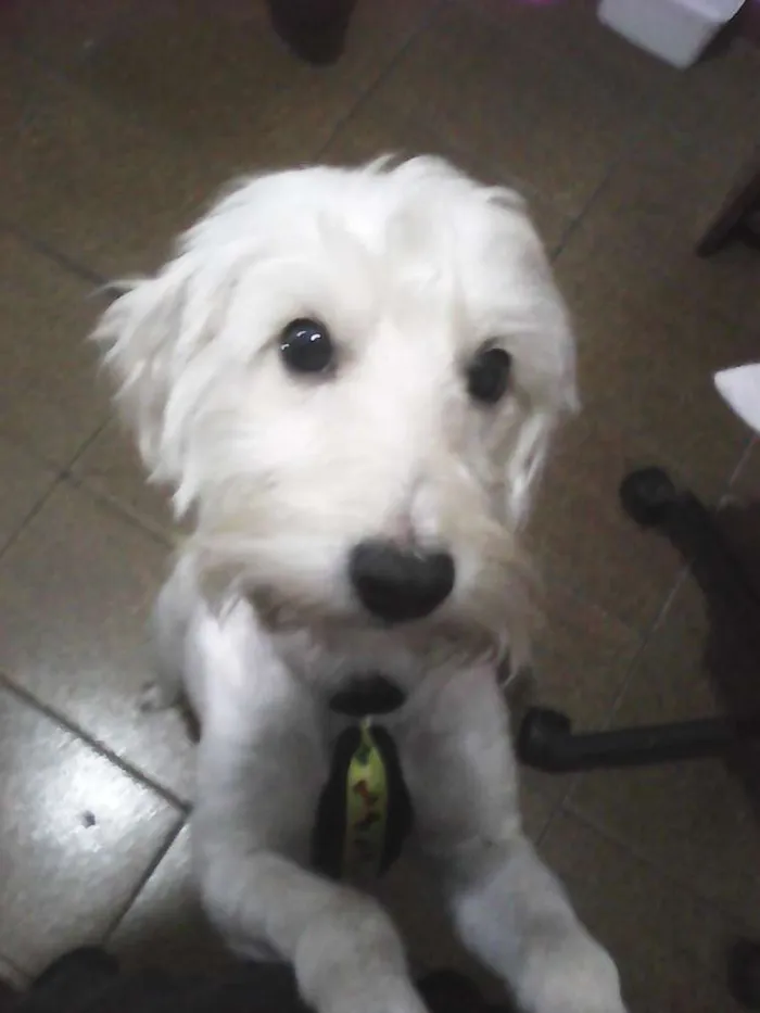Cachorro ra a Poodle idade 2 anos nome HOLDEN