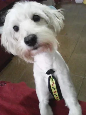 Cachorro raça Poodle idade 2 anos nome HOLDEN