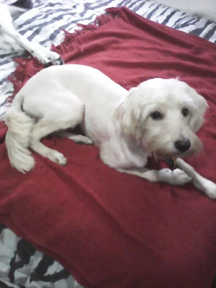 Cachorro ra a Poodle idade 2 anos nome HOLDEN