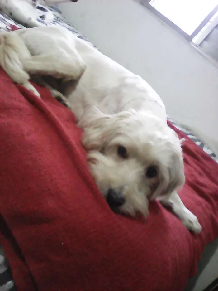 Cachorro ra a Poodle idade 2 anos nome HOLDEN