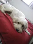 HOLDEN