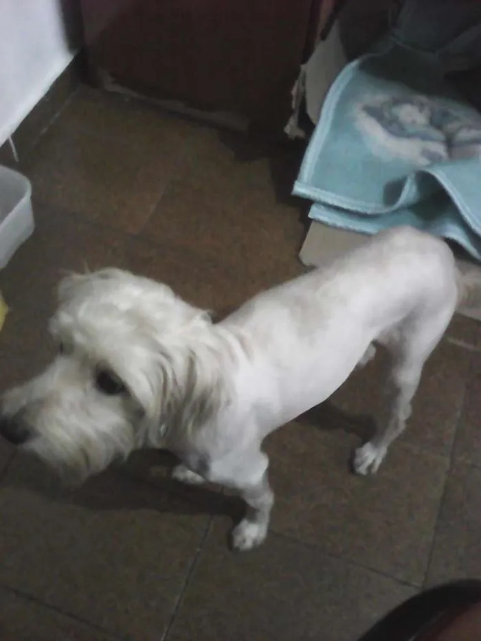 Cachorro ra a Poodle idade 2 anos nome HOLDEN