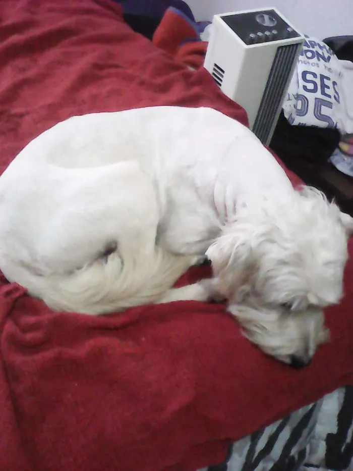 Cachorro ra a Poodle idade 2 anos nome HOLDEN