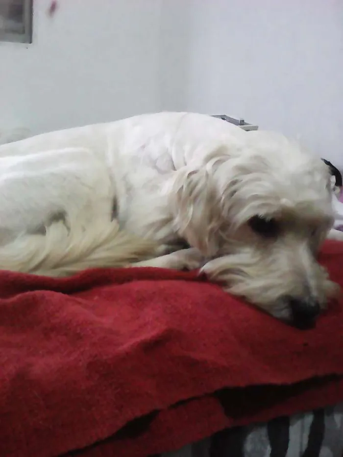 Cachorro ra a Poodle idade 2 anos nome HOLDEN