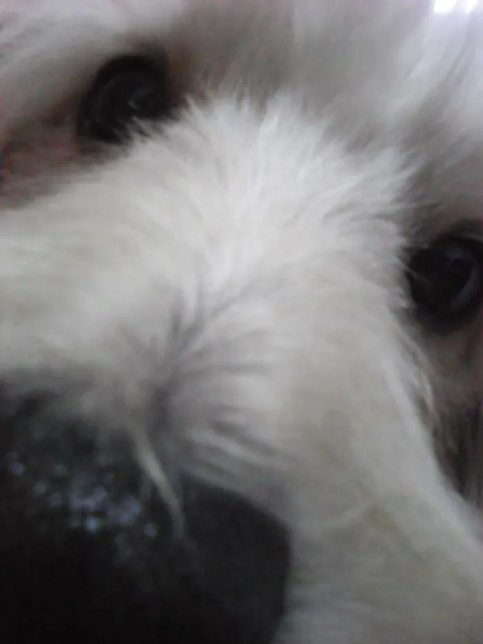 Cachorro ra a Poodle idade 2 anos nome HOLDEN