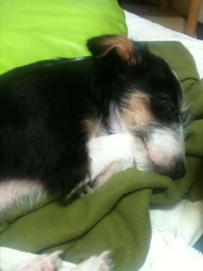 Cachorro ra a Srd idade  nome Dudinha