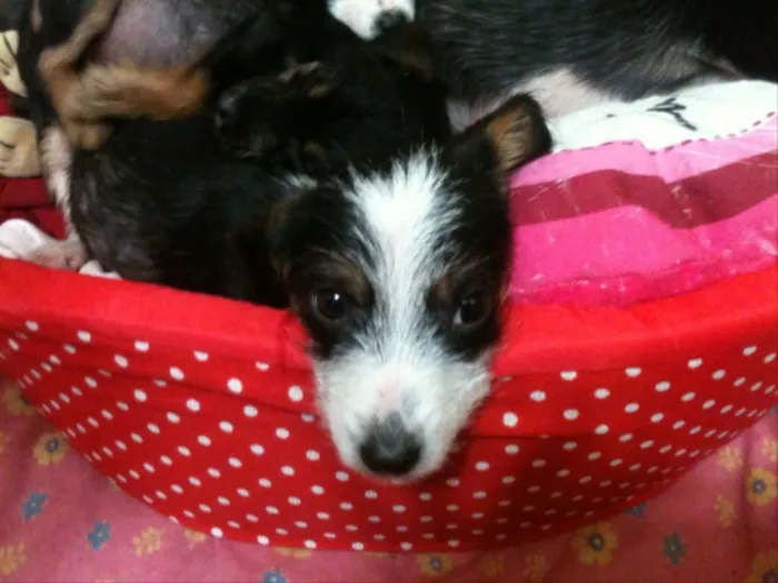 Cachorro ra a Srd idade  nome Dudinha