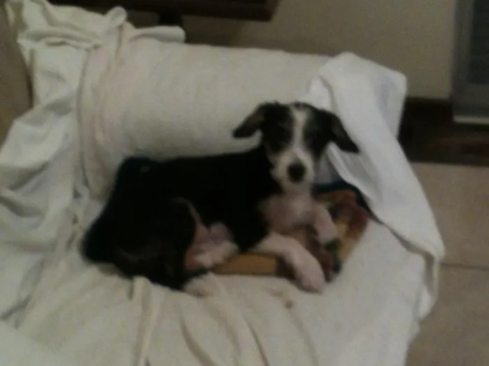 Cachorro ra a Srd idade  nome Dudinha