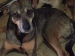 Cachorro raça SRD idade 4 anos nome Willy