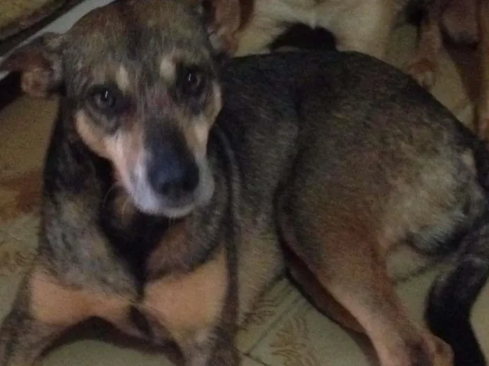 Cachorro ra a SRD idade 4 anos nome Willy