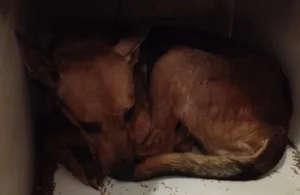 Cachorro raça SRD idade 4 anos nome Leãozinho