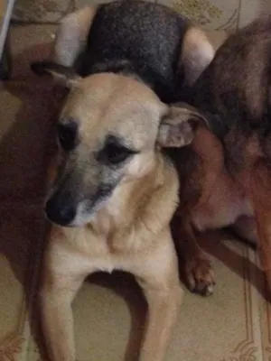 Cachorro raça SRD idade 4 anos nome Meggie
