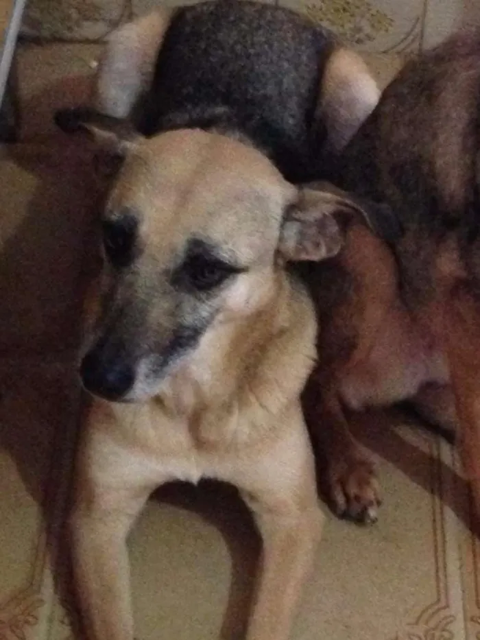 Cachorro ra a SRD idade 4 anos nome Meggie
