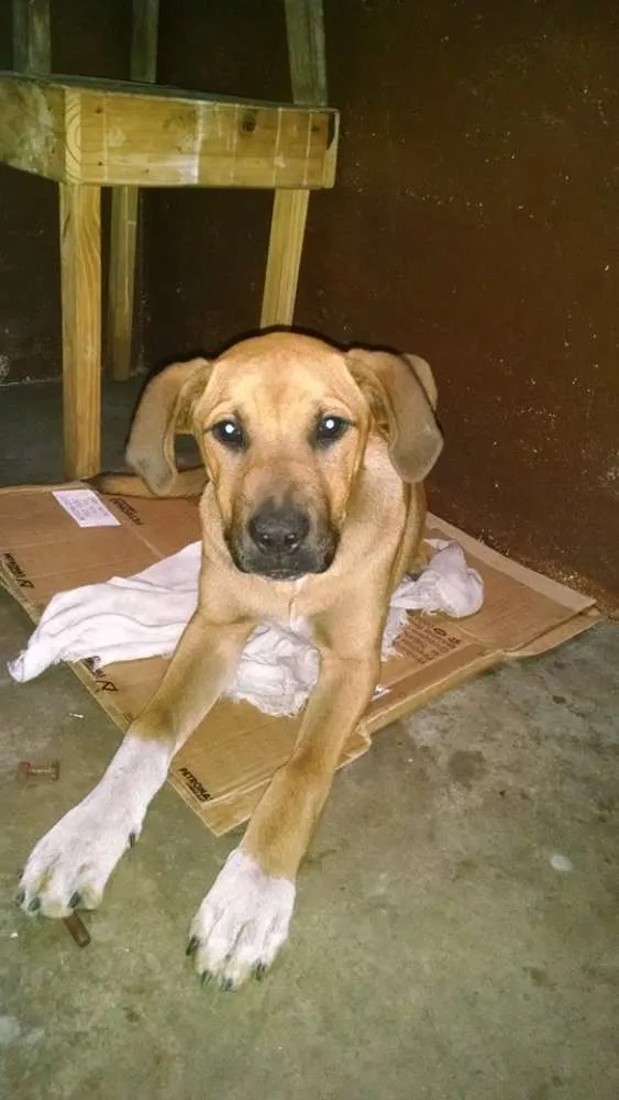 Cachorro ra a indef idade 2 a 6 meses nome marron