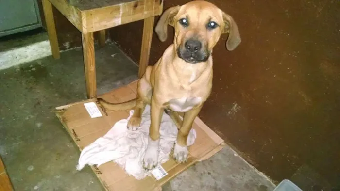 Cachorro ra a indef idade 2 a 6 meses nome marron