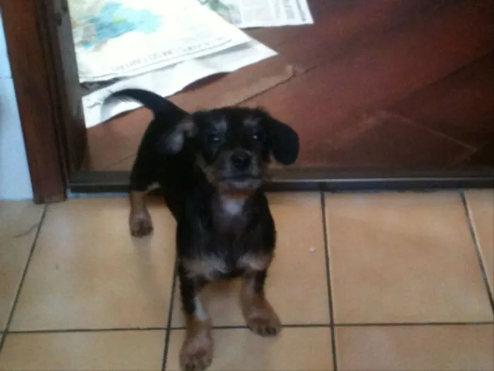 Cachorro ra a srd idade 2 a 6 meses nome Sr. Gingle
