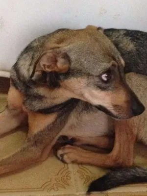 Cachorro raça SRD idade 3 anos nome Sarita