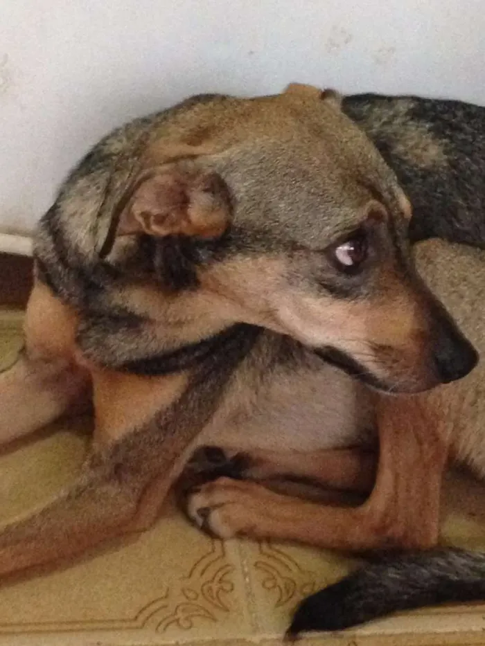 Cachorro ra a SRD idade 3 anos nome Sarita