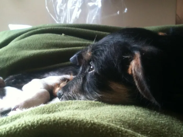 Cachorro ra a srd idade 2 a 6 meses nome Sr. Gingle